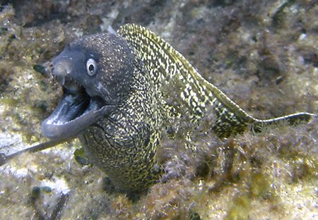 This murey was in the same region with the octapus I uplo... by Athanasios Arapis 
