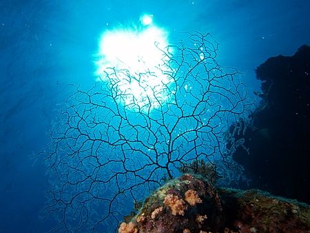 Taken at Shark Observatory, Ras Mohamed Park with E300. by Nikki Van Veelen 