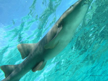 pregnant nurse shark by Andrew Kubica 