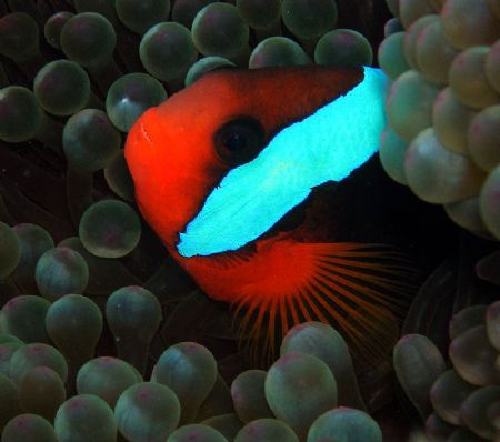 Anenome Fish from Davies Reef. by Amie Wilson 