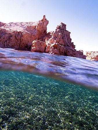 Seagrass at Eel Garden site, Ras Mohamed Park. Taken with... by Nikki Van Veelen 