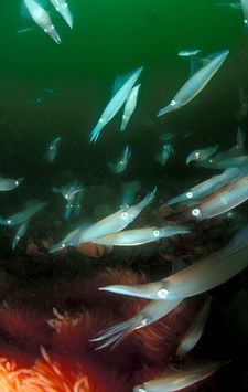 squid mating and cavorting on the annual "chokka run" off... by Fiona Ayerst 