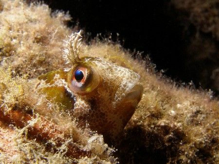 Look at into my eye! by Nicolas Pogrebniak 