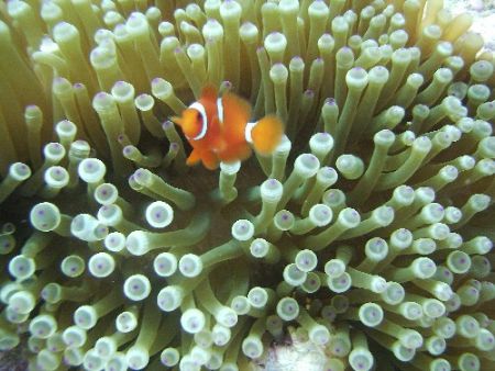 Wakatobi Dive Resort by Paula Scheidt 