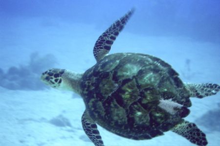 Turtle came shooting our of its cave in front of me
Caym... by Gary Schlei 