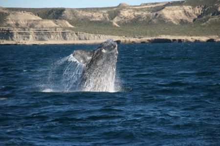 Breaching southern right whale in patagonia, peninsular v... by David Thompson 