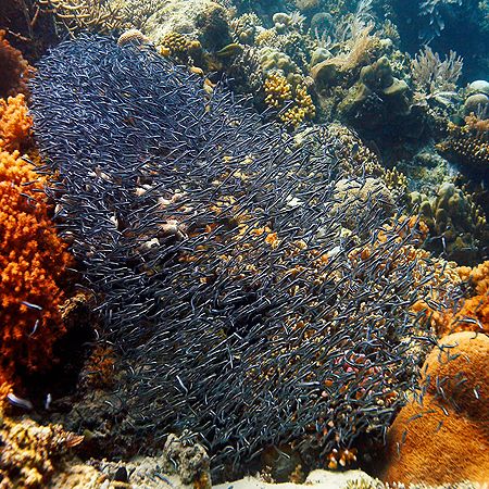Catfish school - Bunaken Island by Michael Arvedlund 