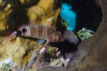 This little Blenny was hiding in the coral off Bonaire. C... by Lee Marple 