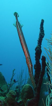 Trumpetfish by Lora Tucker 