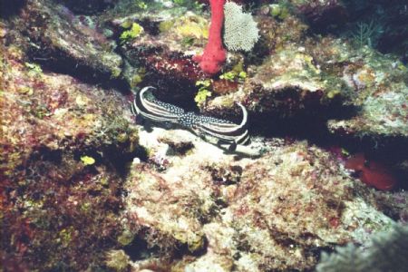 Two spotted drumfish taken with a Nikonos V. Photo taken ... by Mickey Giordano 