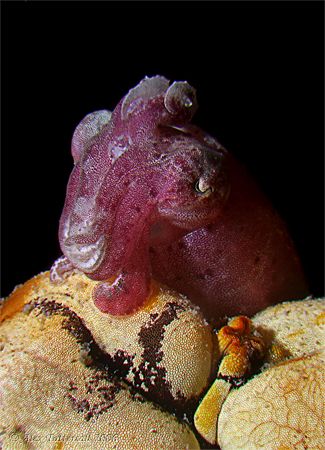 Dwarf cuttlefish (1cm long) at Kapalai. E900 plus 2 macro... by Alex Tattersall 