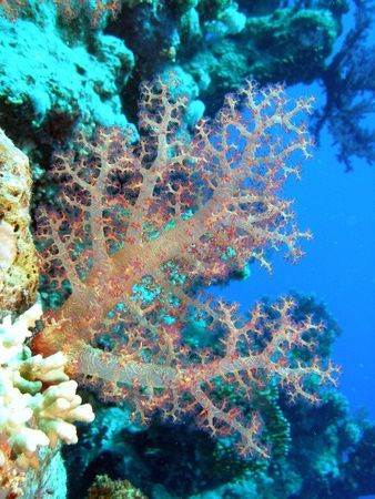 Soft corals taken at Sharks Observatory with Olympus SP350. by Anel Van Veelen 