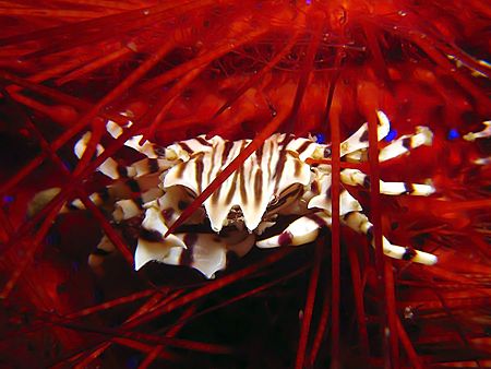 Zebra Crab On Fire Urchin! Taken With Canon S80. by Ed Eng 