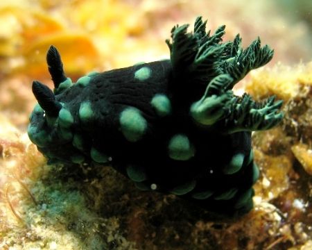 Green for GORGEOUS! I just love the contrast on this nemb... by Mohan Thanabalan 