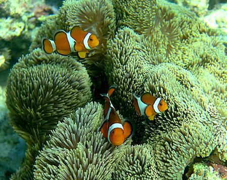 Fred, Bob and Mary - Amphiprion ocellaris in Stichodactyl... by Michael Arvedlund 