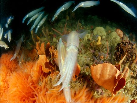 chokka/squid laying her eggs by Fiona Ayerst 