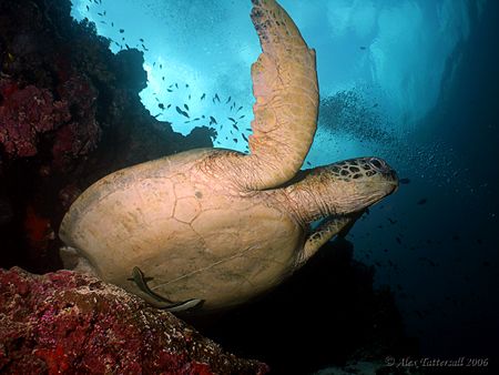 Turtle in Sipadan !!
E900 with fish eye lens... by Alex Tattersall 