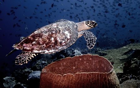 Turtle and sponge by Chris Wildblood 