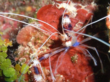 Shrimp by Lora Tucker 