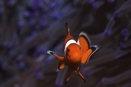 Who's being nosey the Western Clownfish or me by Ted Jones 