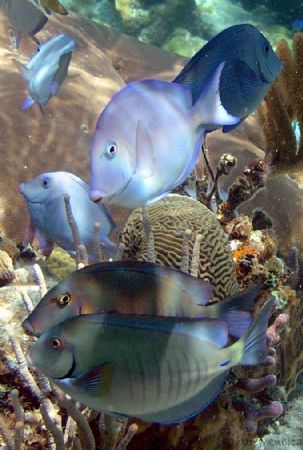school of fish at the corral gardens reef by Andrew Kubica 