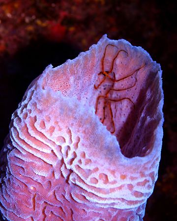 Still life (sort of): "Azure Vase Sponge and Brittle Star... by Michael Canzoniero 
