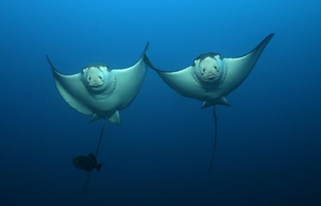 Taken at Cocos island at the Channel of Manuelita. A beau... by Ofer Ketter 
