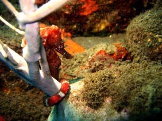 Seahorse picture was taken off of Castle Comforts shore a... by Liz Daves 