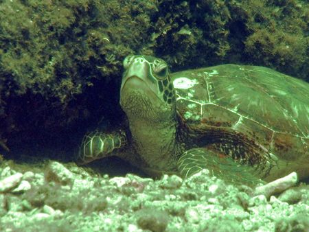 "Turtle Nap" by Nicolas Pohl 