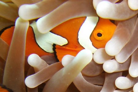 thank goddness i found nemo by Petra Kuzev 