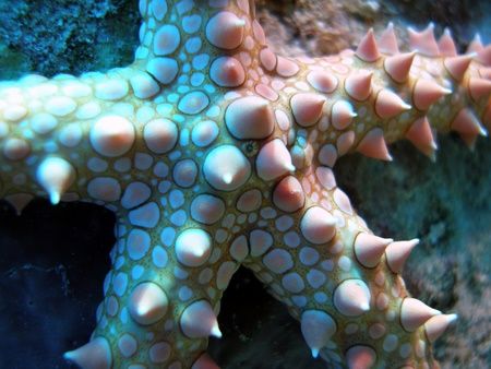 Close up of a starfish taken at Shark Observatory, Ras Mo... by Anel Van Veelen 