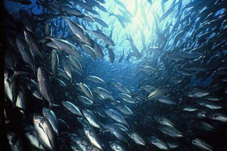 underwater blender.school of jacks,sipadan,malaysia. by Parvin Dabas 