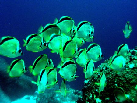 School of Barber fish gathered waiting for hammerheads to... by Charlie Foreman 