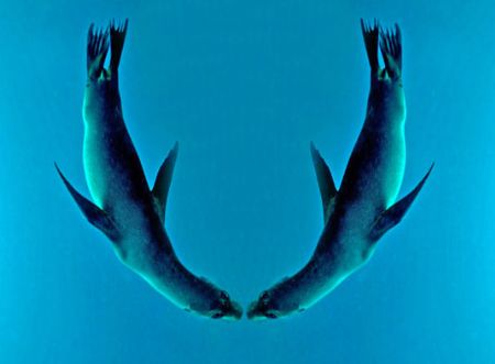 ~ Dancing Sea Lions ~ by Jeannette Howard 
