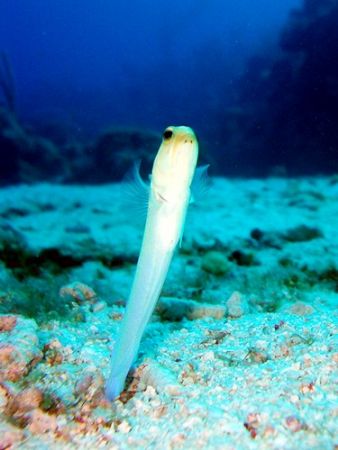 This is the dance of the tiny Yellowhead Jawfish. Can eas... by Carlos Valenzuela 