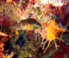 My little Sharpnose Puffer stayed still just long enough ... by Liz Daves 