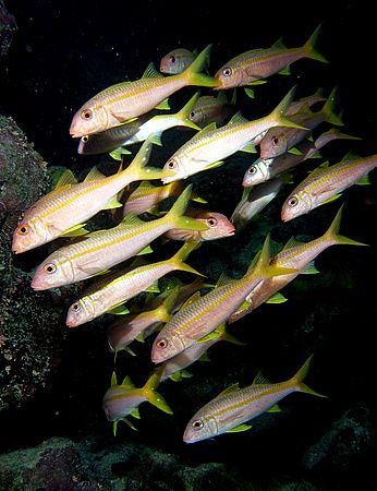Small shoal of goatfish, taken at Shark Observatory, Ras ... by Nikki Van Veelen 