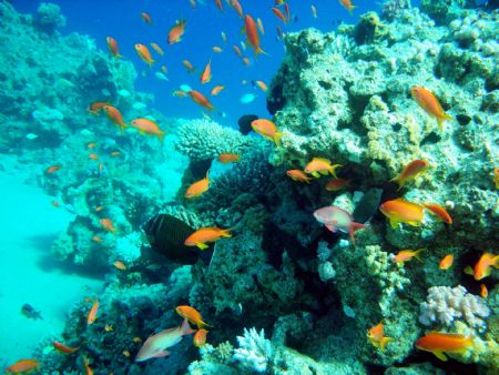 diving in the beautiful RedSea in Sharn El Sheikh by Petra Kuzev 