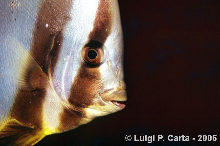 BATFIIIISSSHHHH... Marsa Alam, canon eos1n + 100mm macro ... by Luigi Carta 