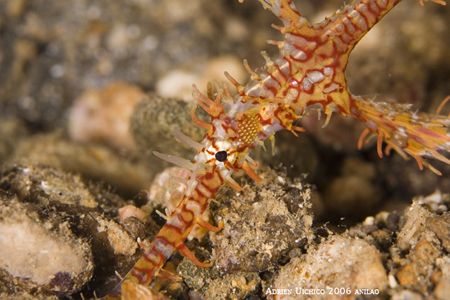 taken with patima 350d housing. Basura night dive in Anil... by Adrien Uichico 