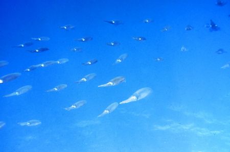 A group of reef squid glide away. by Jerry Hamberg 