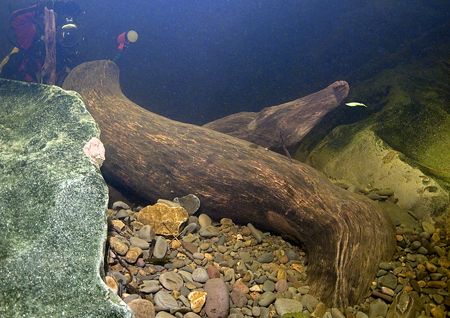 Tree trunks in River Lune, Cumbria.
Wasn't sure which ca... by Mark Thomas 