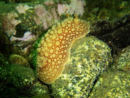 Archidoris fontaini taken in the cold fjords of patagonia by David Thompson 