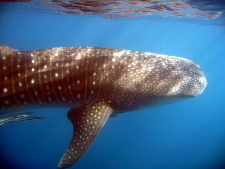 whale shark chillin by Petra Kuzev 