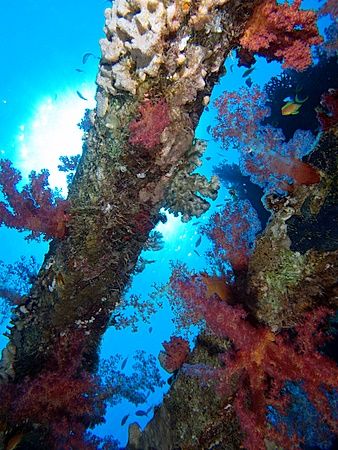 Sunburst at the Yolanda wreck, Ras Mohamed Park taken wit... by Nikki Van Veelen 