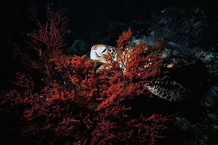 peek a boo.green turtle munching on some soft coral,sipad... by Parvin Dabas 