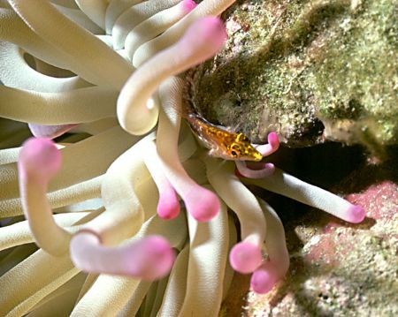 'HAWK' Yellow nose hawk fish in the protection of an anem... by Rick Tegeler 