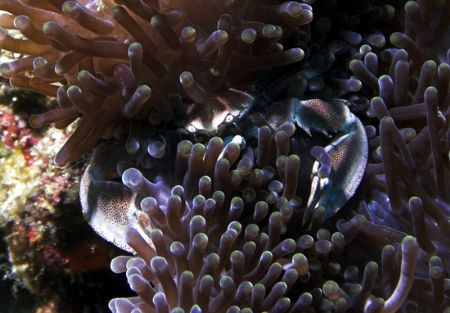 Porcelain crab by Ted Jones 