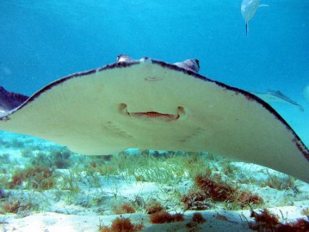 Smile....say Stingray! by Carlos Valenzuela 