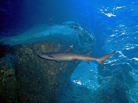 "SHARK CRUISER"

found this white tip shark quickly cru... by Nicolas Pohl 
